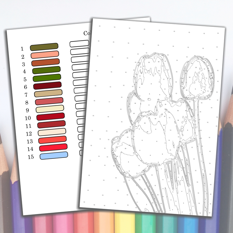 Free Color-by-Number Coloring Pages